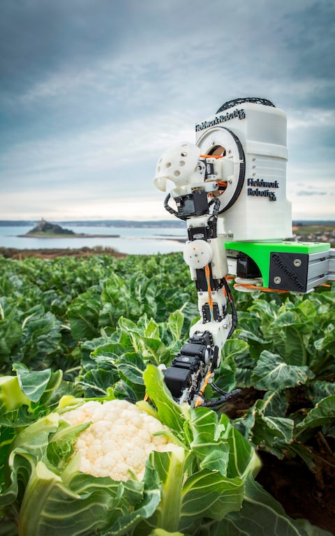 robot cauliflower picker - cornwall agritech
